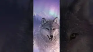 The most beautiful wolf pictures