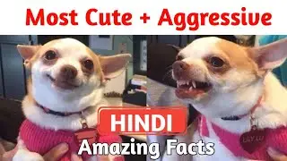 Facts about chihuahua dog in hindi | Chihuahua puppies | why chihuahua always angry | smallest dog