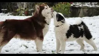 Kiss me #doglove #care #dog #dogllife #doglover #doglovers #shorts #short #shortsvideo