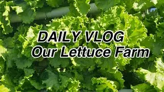 DAILY VLOG- A Productive Morning On Our Lettuce Farm❤️ #morning #firsttimemoms #supportmeguys