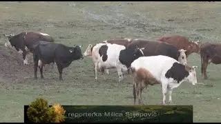 PIVA : SELO BREZNA -12 TONA SIRA PROIZVEDU
