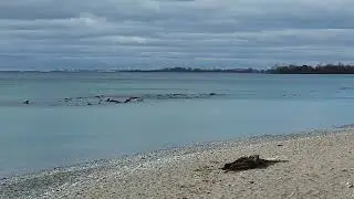 Kew-Balmy Beach - Woodbine Beaches - Lake Ontario