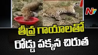 Leopard on the Side of the Road with Serious Injuries ..Doctors Attempt to move for Treatment l Ntv
