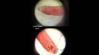 Zoology spotting slides under microscope 🔬 bsc