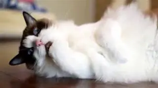Ragdoll Cat Mugi grooming and rolling over   ラグドールむぎの毛繕い＆ゴロンゴロン