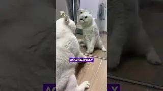 Cats funny reaction to mirror but Why ?