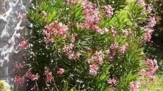 Eldorado Flowers