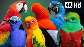 MOST AMAZING BIRDS OF THE AMAZON🌿 STRESS RELIEF 🕊️ RELAXING BIRDS SOUND 🦜 HEALING NATURE SOUNDS 🌿 4K