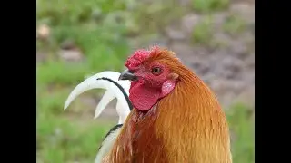 Il Real Cappone di Racconigi