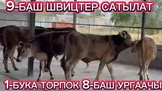#швиц УРГААЧЫ ТОРПОКТОР САТЫЛАТ ЧҮЙ ОБЛУСУ КАРАБАЛТА ШААРЫНДА ТУРАТ