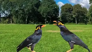 Chim Nhồng n&oacute;i chuyện #birds #animals/ Cute Animal -VN 7979