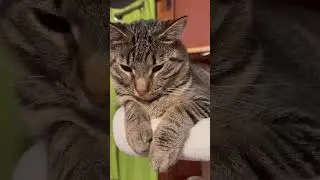 🐾 Cute Cats Being Absolutely Adorable! | Funny Cat Video | Cuteness Overload 🐾