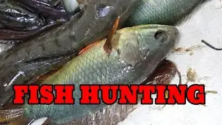 Fish hunting||Wild style village fishing||Night fishing||Real fishing #fishingvideo #Manchingmania