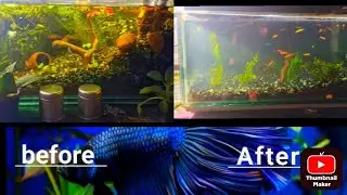 Planted aquarium restore  🐠🐠🐟🦈🦈🐟🐠