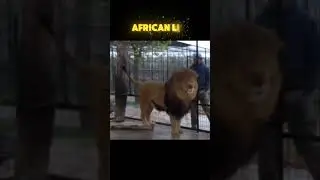 Compare the height of an African lion and a Bengal tiger when standing on their hind legs
