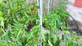 Poda del pimiento para alargar la cosecha ( solo en climas cálidos)