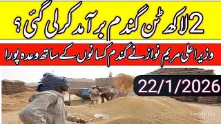 Wheat rate today in punjab 2026/gundam price today/local farmers