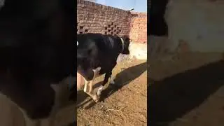 The Beautyful Cow and milk 40  litter One Time