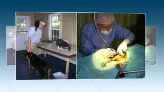 Trucksville Dog And Cat Hospital - Wilkes Barre, PA