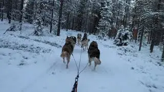Husky sled ride! Husky Park - Arctic Circle, Rovaniemi