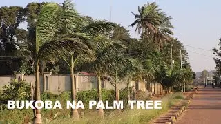 BUKOBA NA PALM TREES/ MWONEKANO MPYA/ UTUNZAJI.