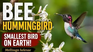 Bee Hummingbird || Smallest Bird on Earth || Mellisuga helenae
