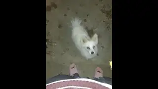 You won't believe what my dogs were eating today. Cute  dogs breeds you got to keep as pets.