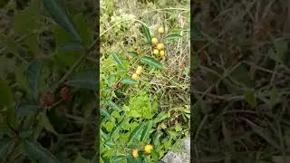 #short #c&acirc;y hai l&aacute;#c&agrave; hai l&aacute;#m&atilde; n&atilde;o#Solanum diphyllum#Twoleaf