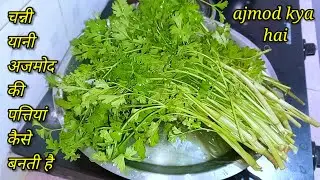 चन्नी अजमोद की पत्तियां । ajmod kya haiअजमोद। kya hota hai