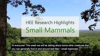 Hardwood Ecosystem Experiment Highlights: Small Mammals