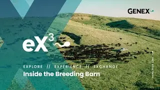 eX3 Внутри племенного сарая Angus Sires