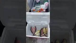They keep coming!#bridgefishing #fishingvideo #fishing #views #viral #shortvideos #shorts