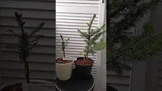 Ель сербская Ротер Аустреб ( Picea omorika Roter Austrieb ).