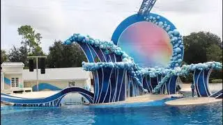 food feeds dolphins