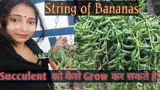 String of Bananas Plant Care/String of Bananas Succulent in hanging basket/Banana Strings/succulent