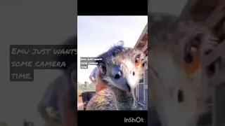 Funny Emu Farm Animal Big Bird