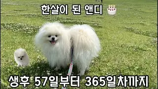 꼬맹 앤디가 한살이 되기까지..