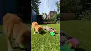 🎁 Giving Our Dog & Foster Dog New Toys | Simon & Poutine&rsquo;s Reaction 🐶✨