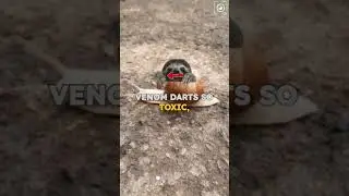 Deadliest Snail Alive 🐌💀