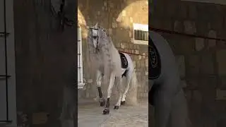 horse dance teaching Masters.ph.9019068056