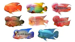 8 Varieties of Flowerhorn Cichlids | English