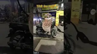 Funny Owl Dance 😍 | Dancing Owl 🦉/ #owldance #funny #shorts