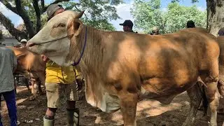 16.500🔥HAMIL 6 BLN HARGA MURAH | Pasar Sapi Jatirogo