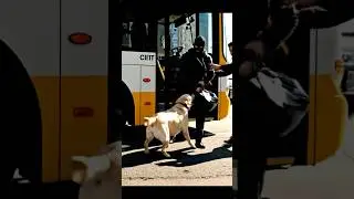 Hero Labrador Saves the Day 🐕💥 | Cinematic Action Movie Short #dog #dogshorts #doghero #animals