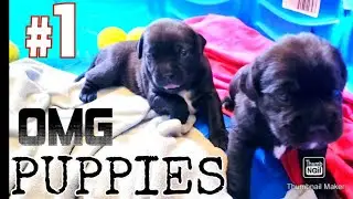 *PUPPIES* [Footage You DON'T Wanna miss!!]