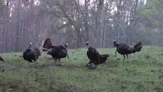 Most amazing youth turkey hunt ever!