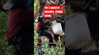 Looking for a sweet treasure #feedshorts #treasure #nature