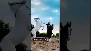 #newsong #song #krantikari #music #horse