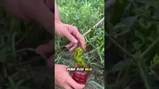 V&igrave; sao người ta ng&acirc;m tr&aacute;i c&acirc;y v&agrave;o dung dịch đỏ #short