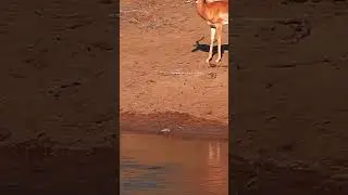 Cooperative Predation: Pack Behavior in Nile Crocodiles 🐊